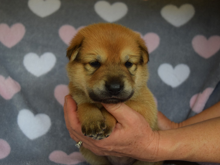 chinook puppy